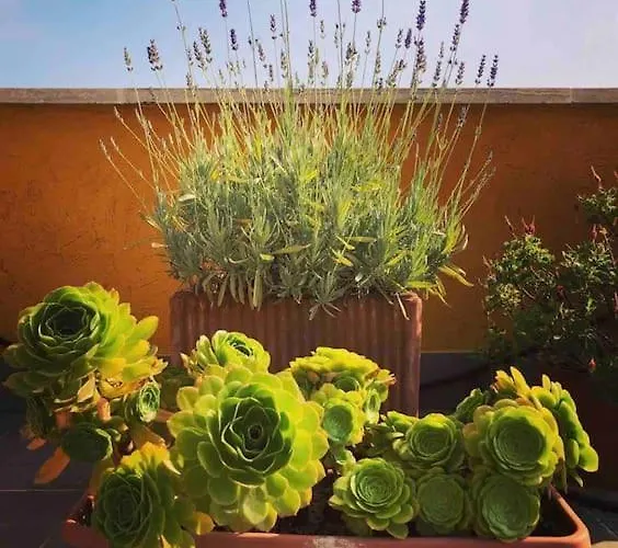 Loft In Garbatella Apartment *